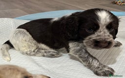 Cocker Spaniel dogs for sale: Cocker spaniel puppies half show half working  - Image 1