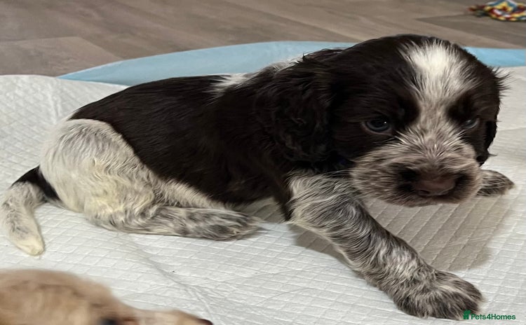 Cocker Spaniel dogs - Advert 6