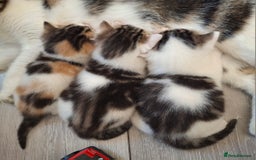 Mixed Breed cats for sale: 3 Adorable Fluffy Kittens - Image 2