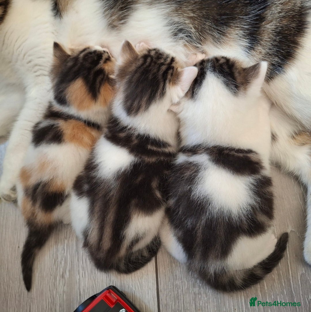 Mixed Breed cats for sale: 3 Adorable Fluffy Kittens - Image 2