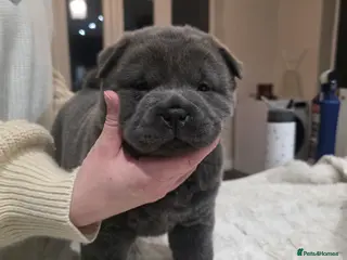 Chow Chow dogs READY TO LEAVE - Advert 2