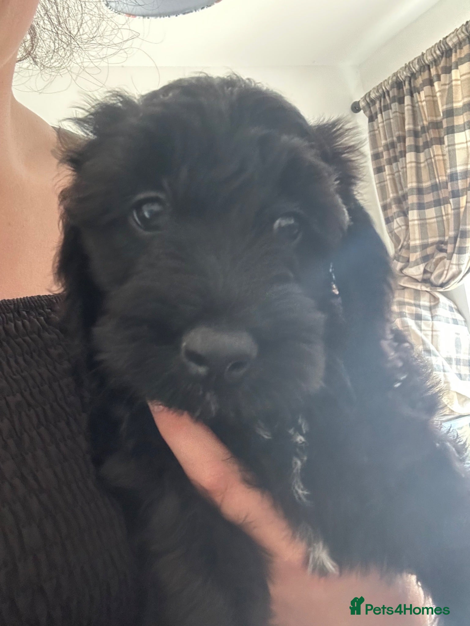 Cockapoo dogs 11 week old cockapoo puppy  - Advert 4