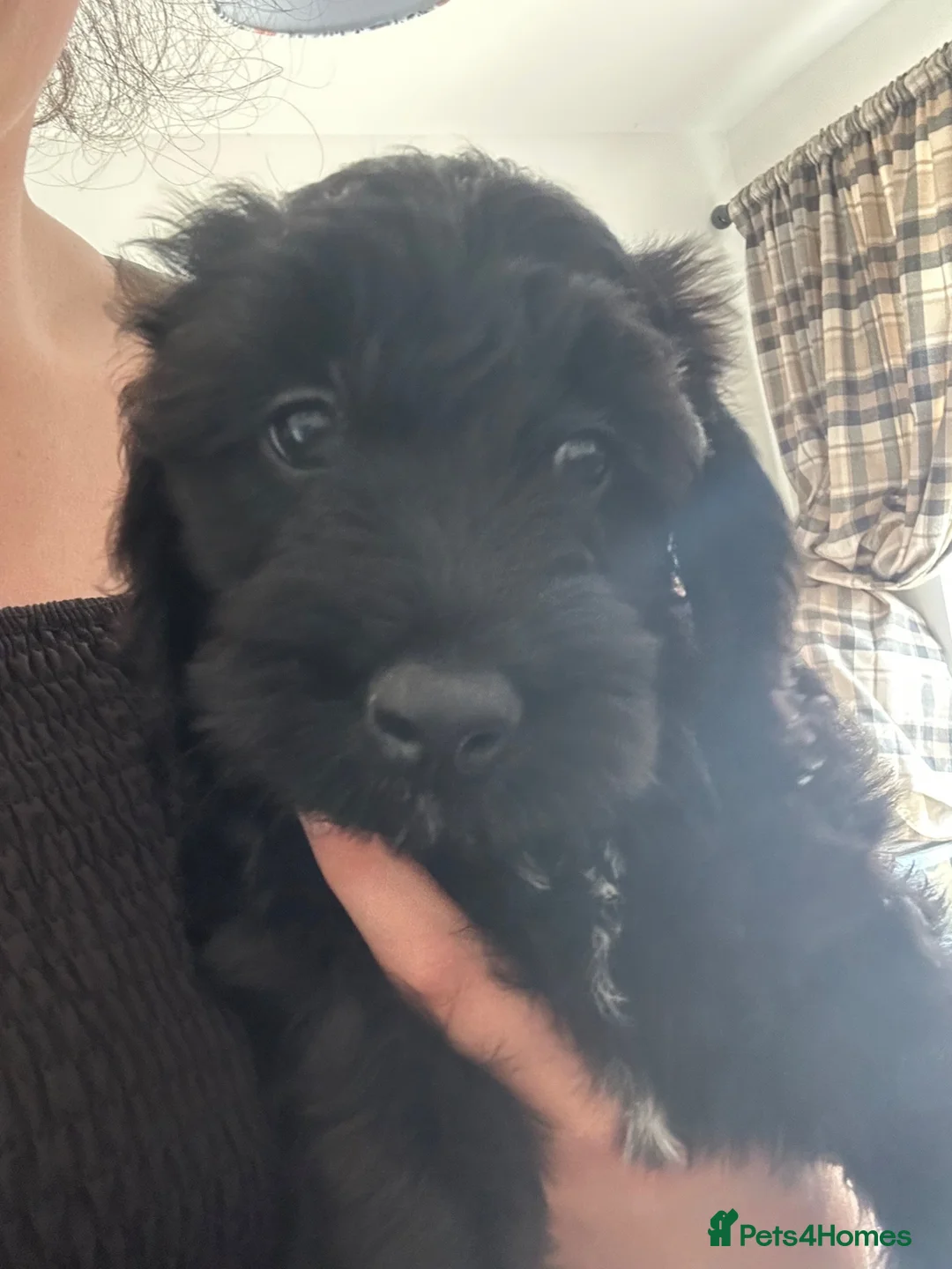 Cockapoo dogs for sale: 11 week old cockapoo puppy  - Advert 1