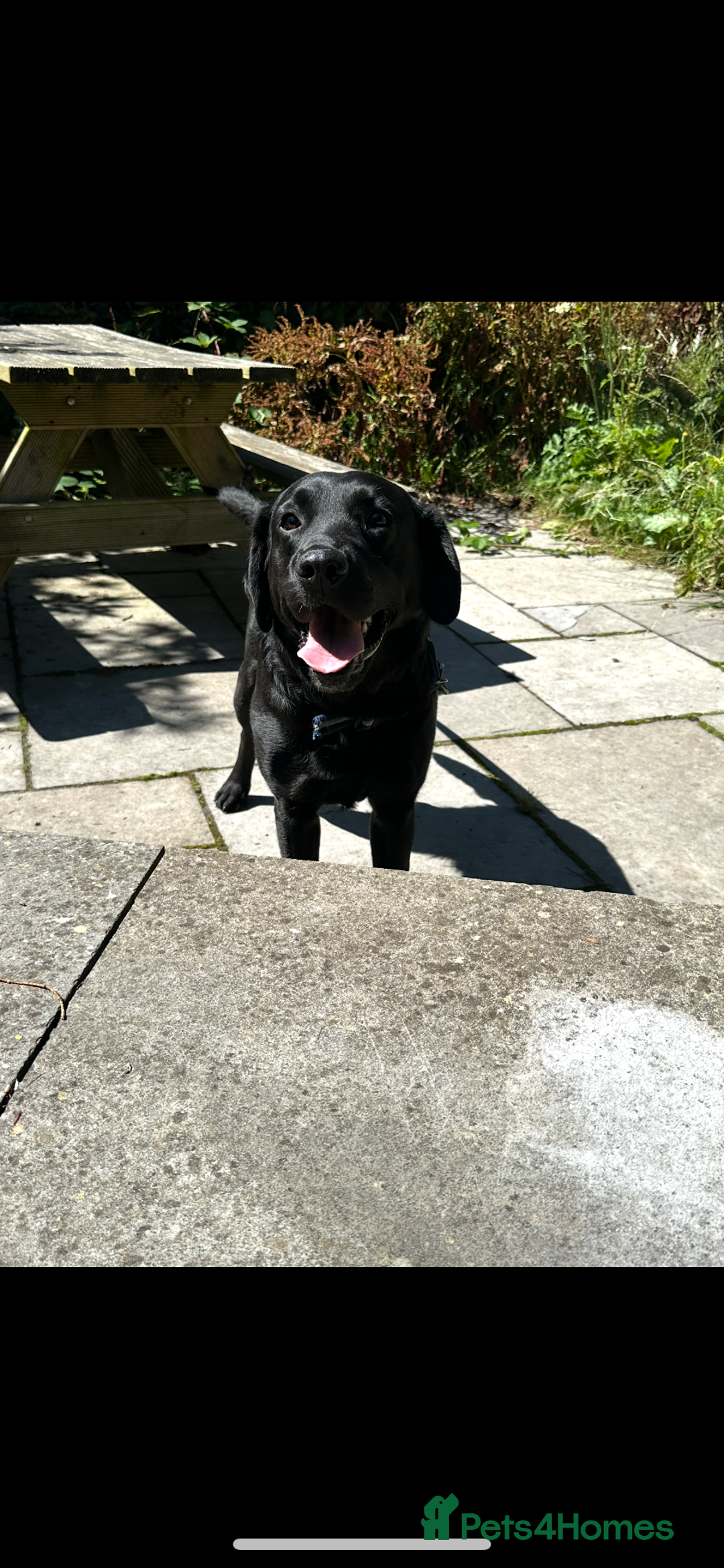 Labrador Retriever dogs for sale: Kc reg . 4 year old black Labrador bitch  - Advert 1