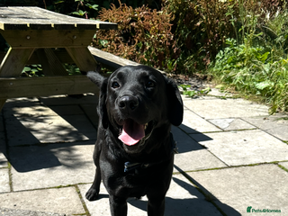 Labrador Retriever dogs Kc reg . 4 year old black Labrador bitch - Advert 1