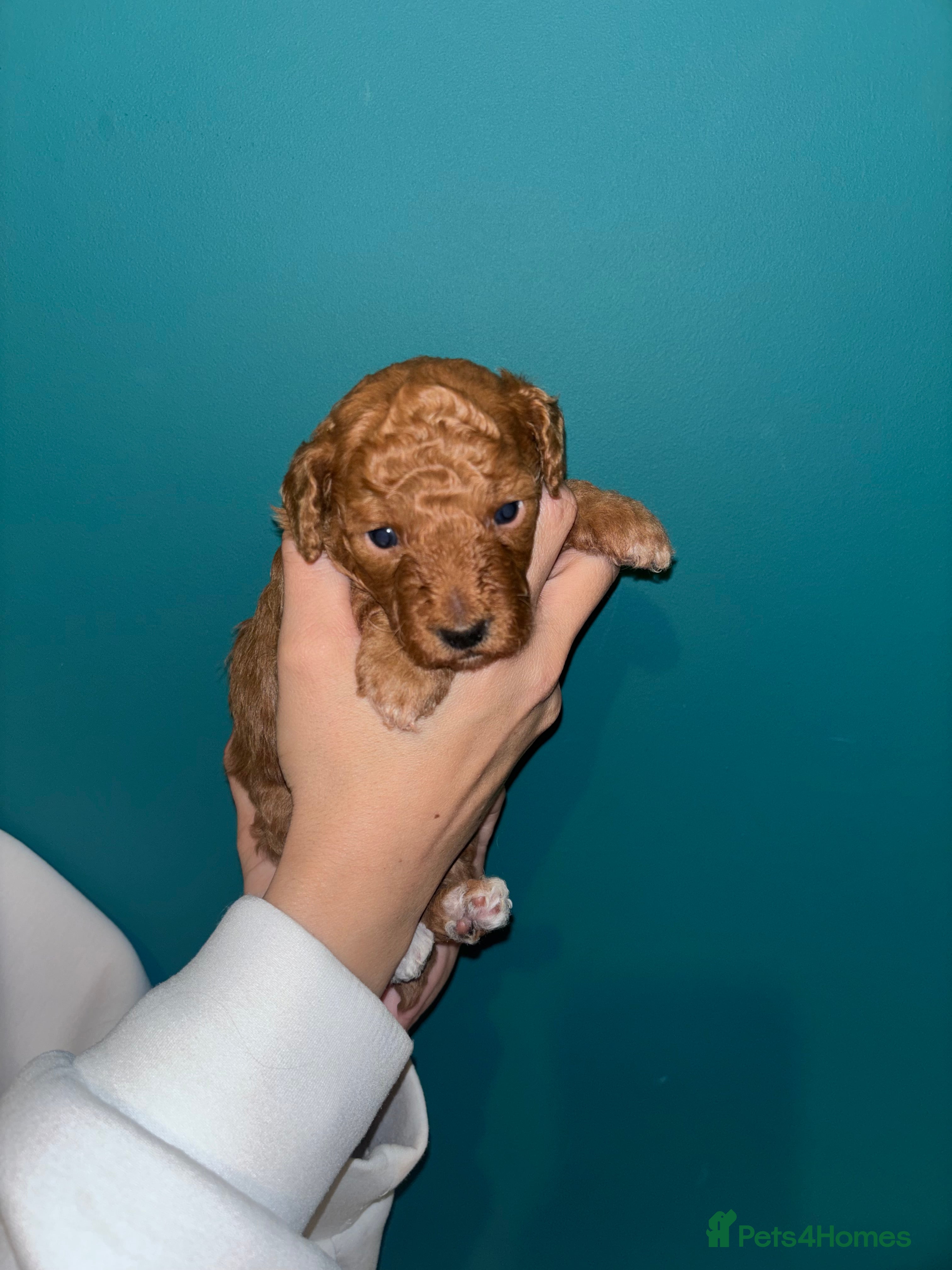 Cockapoo dogs F1B cockapoo puppies  - Advert 19