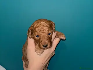 Cockapoo dogs F1B cockapoo puppies - Advert 19