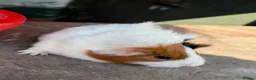 Guinea Pig rodents for sale: Gorgeous colourful guinea pigs - Advert 8