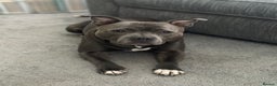 Staffordshire Bull Terrier dogs for stud: Blue Staffordshire Bull Terrie Stud  - Advert 3