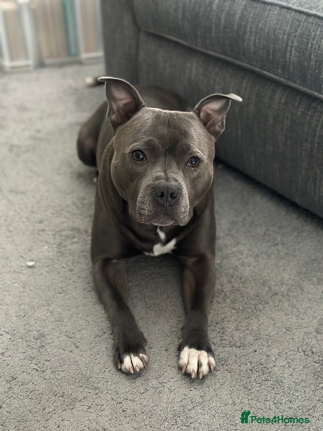 Staffordshire Bull Terrier dogs for stud: Blue Staffordshire Bull Terrie Stud  - Advert 3