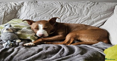 Mixed Breed dogs in Hengoed - Advert 16