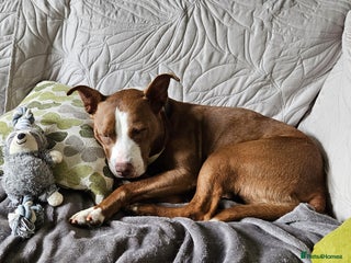 Mixed Breed dogs Urgent 🚨 No Fee HELP Foster Home Needed in Hengoed - Advert 20