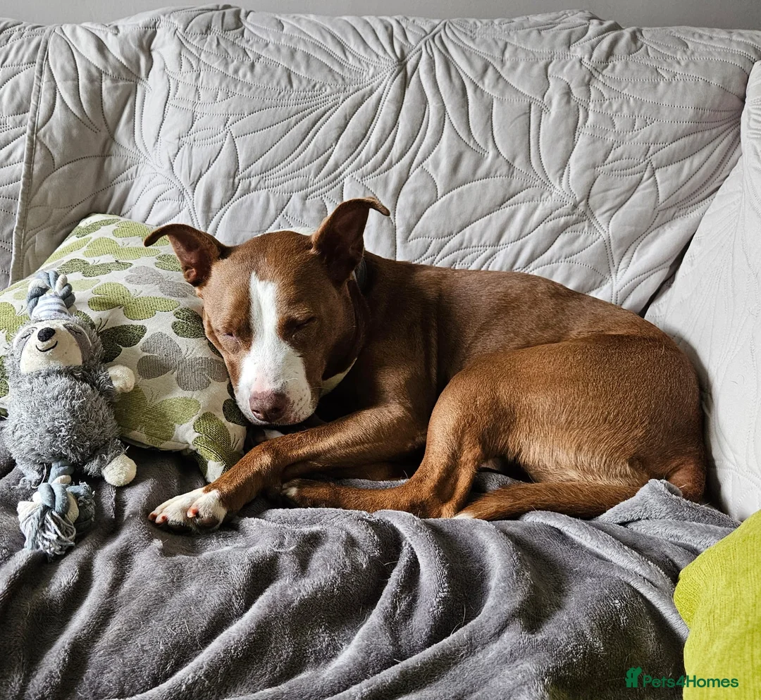 Mixed Breed dogs for adoption: Urgent 🚨 HELP Home Needed  in Hengoed - Advert 4