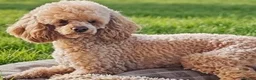 Maltipoo dogs for sale: F1b MALTIPOO BOYS -SUPERB FAMILY PETS - Advert 7