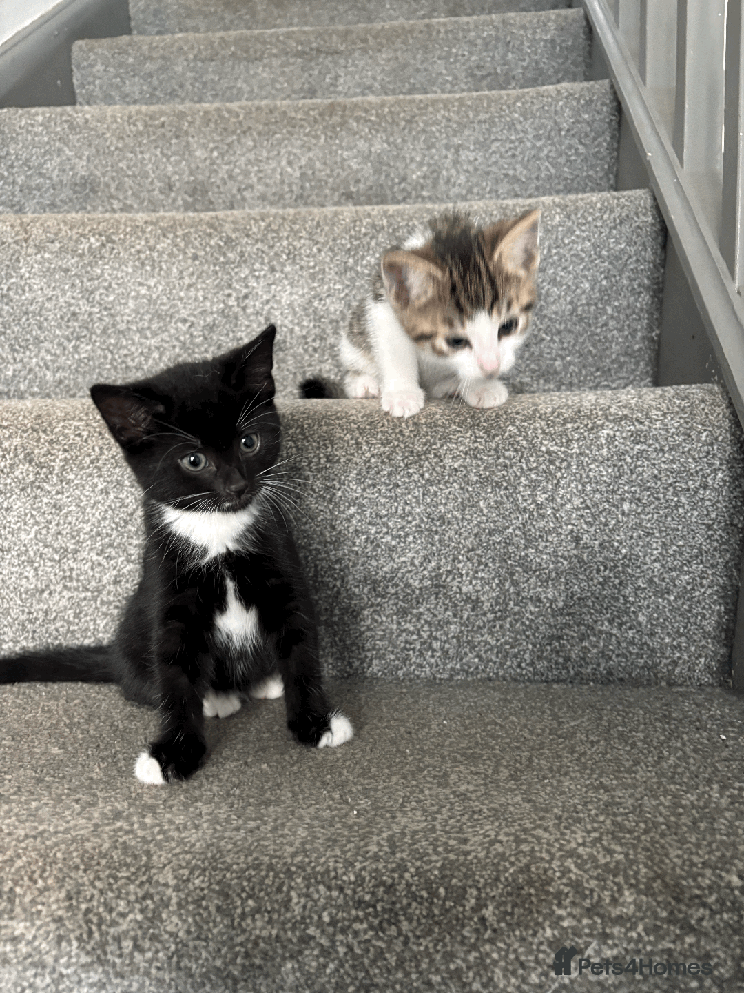 Mixed Breed cats for sale: Gorgeous, cheeky kittens. 3 boys, 1 girl - Image 6