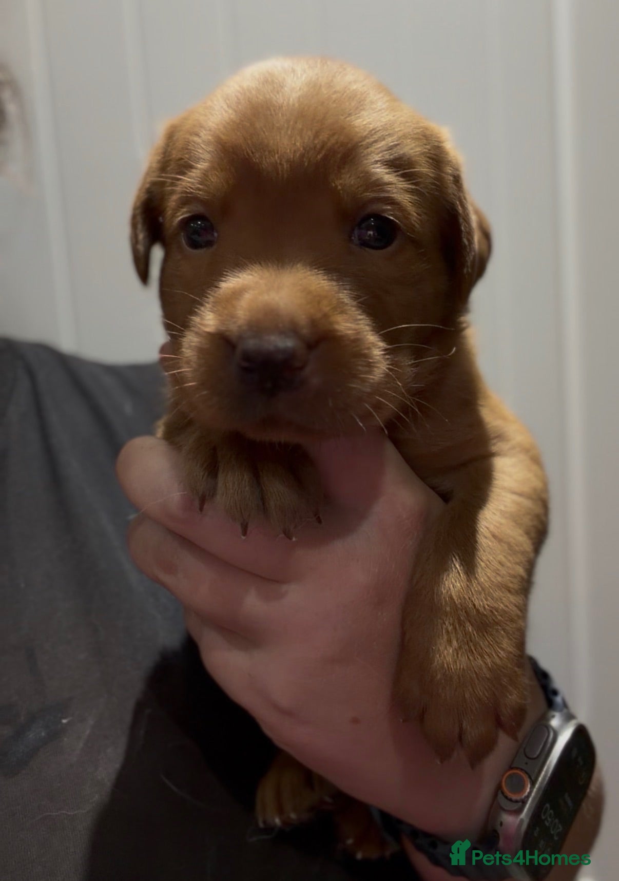Labrador Retriever dogs Superb fully health tested fox reds  - Advert 1