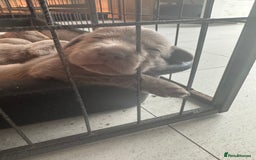 Labrador Retriever dogs for sale: Stunning silver Labradors  - Image 3