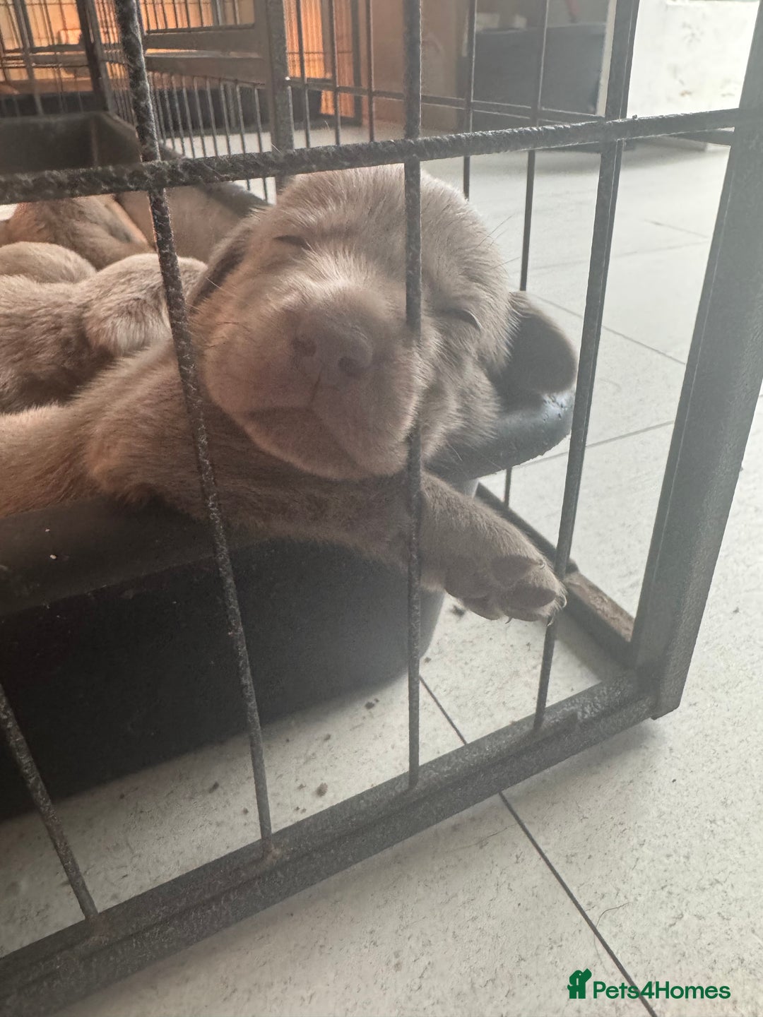 Labrador Retriever dogs for sale: Stunning silver Labradors  - Image 3