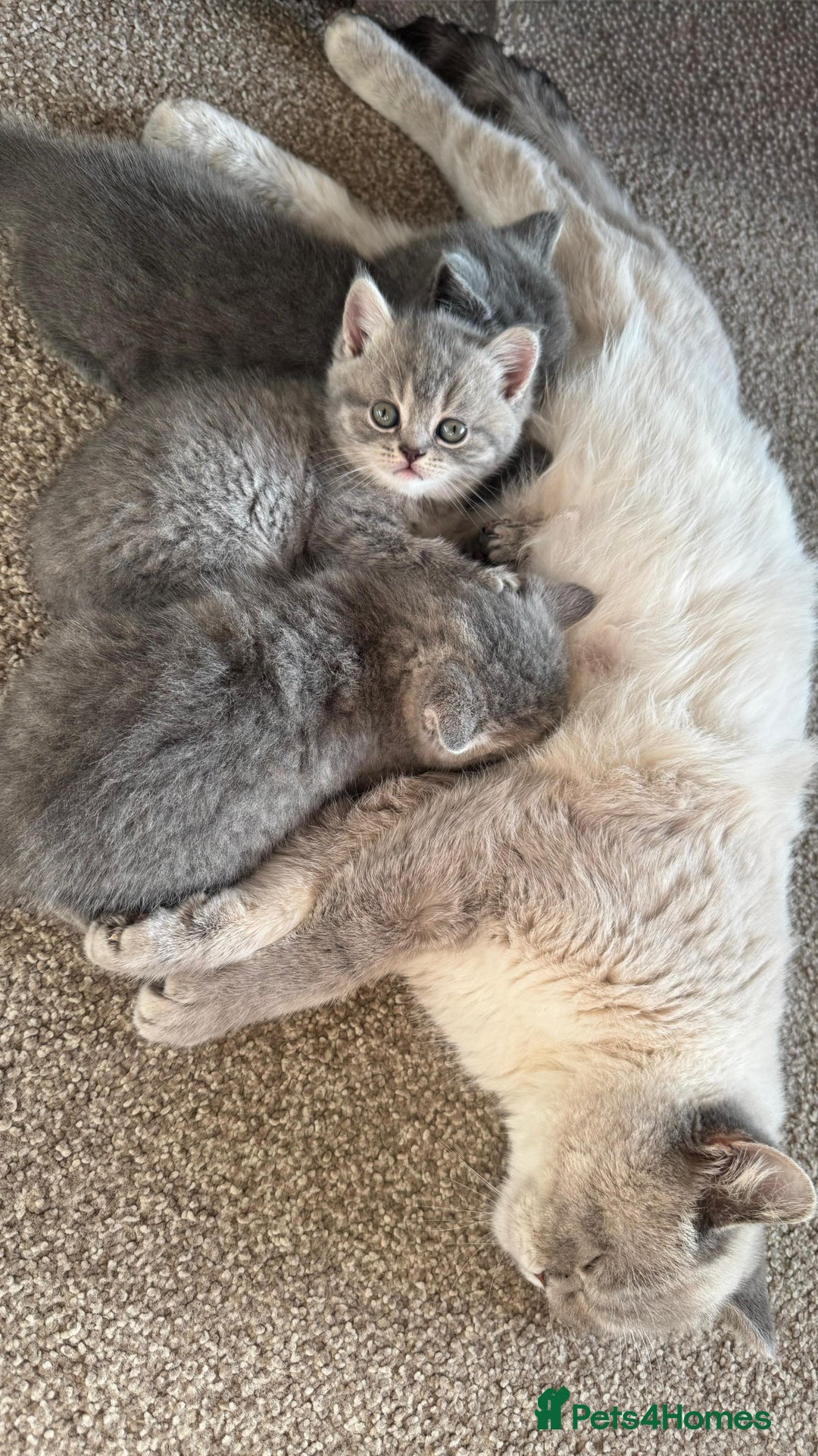 British Shorthair cats for sale: 5 British shorthair kittens  - Advert 13