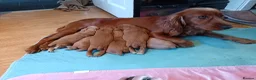 Cocker Spaniel dogs for sale: 6 STUNNING KC REGISTERED COCKER SPANIEL PUPPIES  - Advert 22