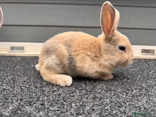 Rex rabbits 🐰✨ PEDIGREE MINI REX RABBITS – 2 Bucks - Advert 2