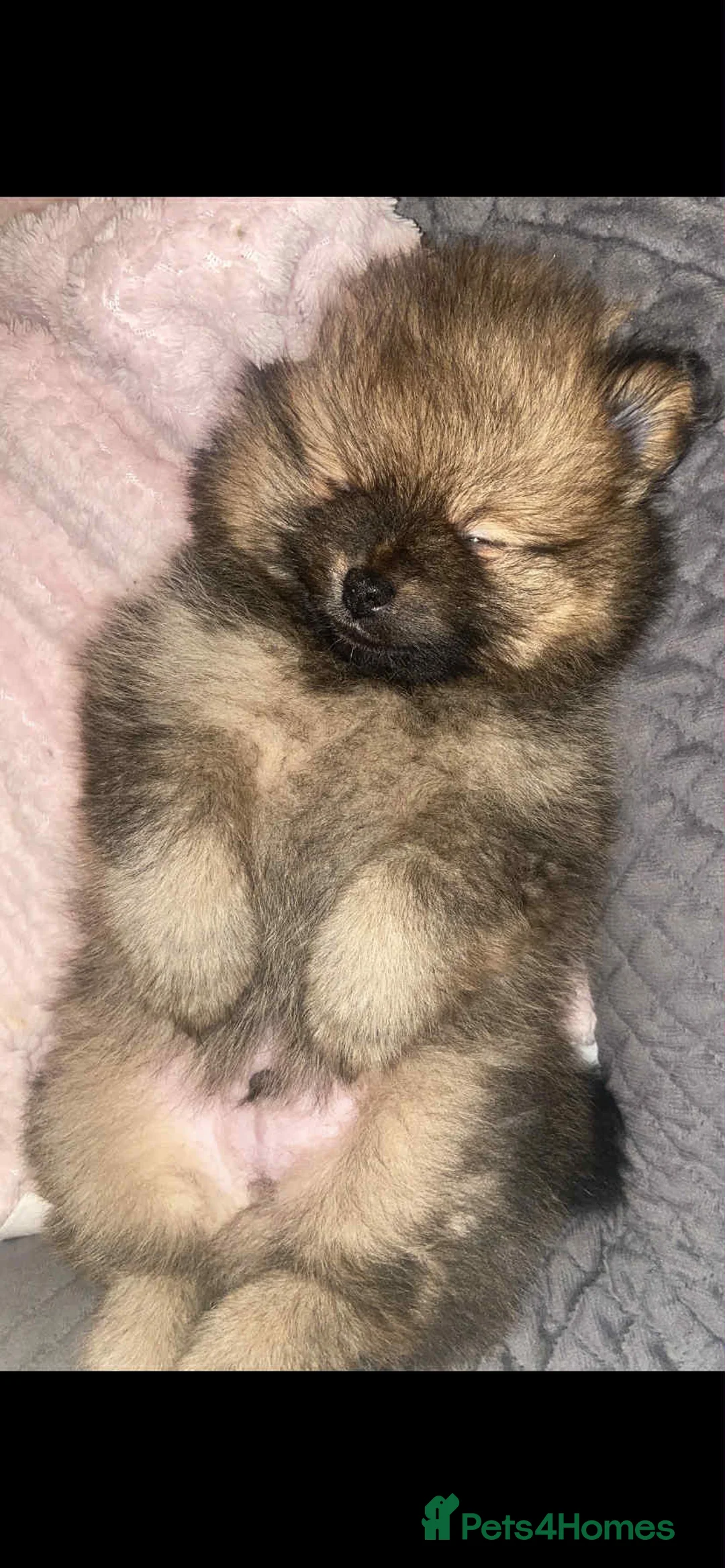 Pomeranian dogs for sale: Fully Vaccinated Orange Sable Boy Pomeranian 💙 - Advert 4