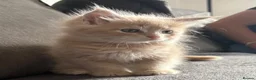 Maine Coon cats for sale: 3 cream girl Maine coon Kittens - Advert 7