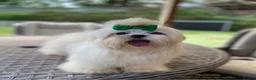 Maltese dogs for sale: 🐾 Beautiful Maltese puppies 🐾 - Advert 11