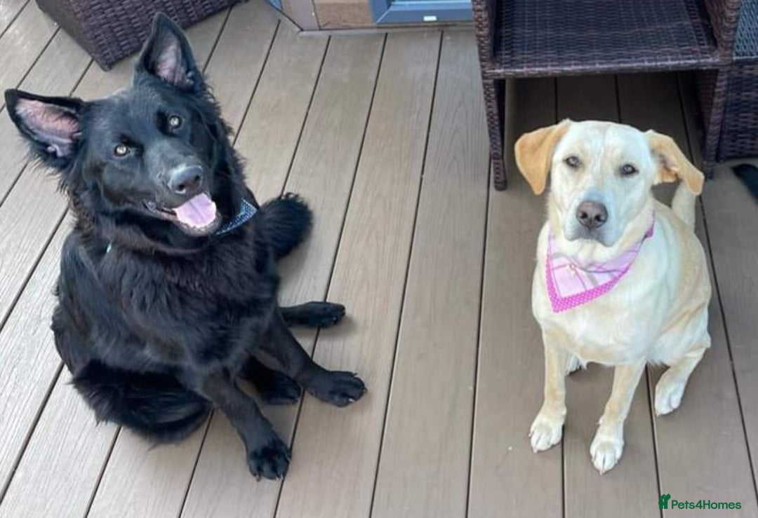 Mixed Breed dogs for sale: German Shepherd x Labrador puppies - Image 1