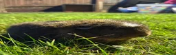 Guinea Pig rodents for sale: 2x Female Guinea pigs in Chester - Advert 4