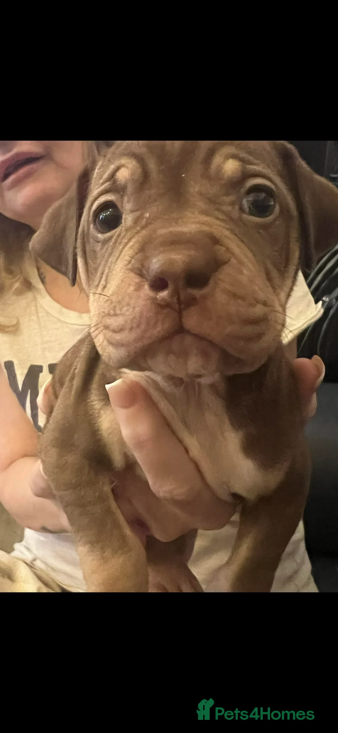 Mixed Breed dogs for sale: Shar pei x pocket bully - Advert 4