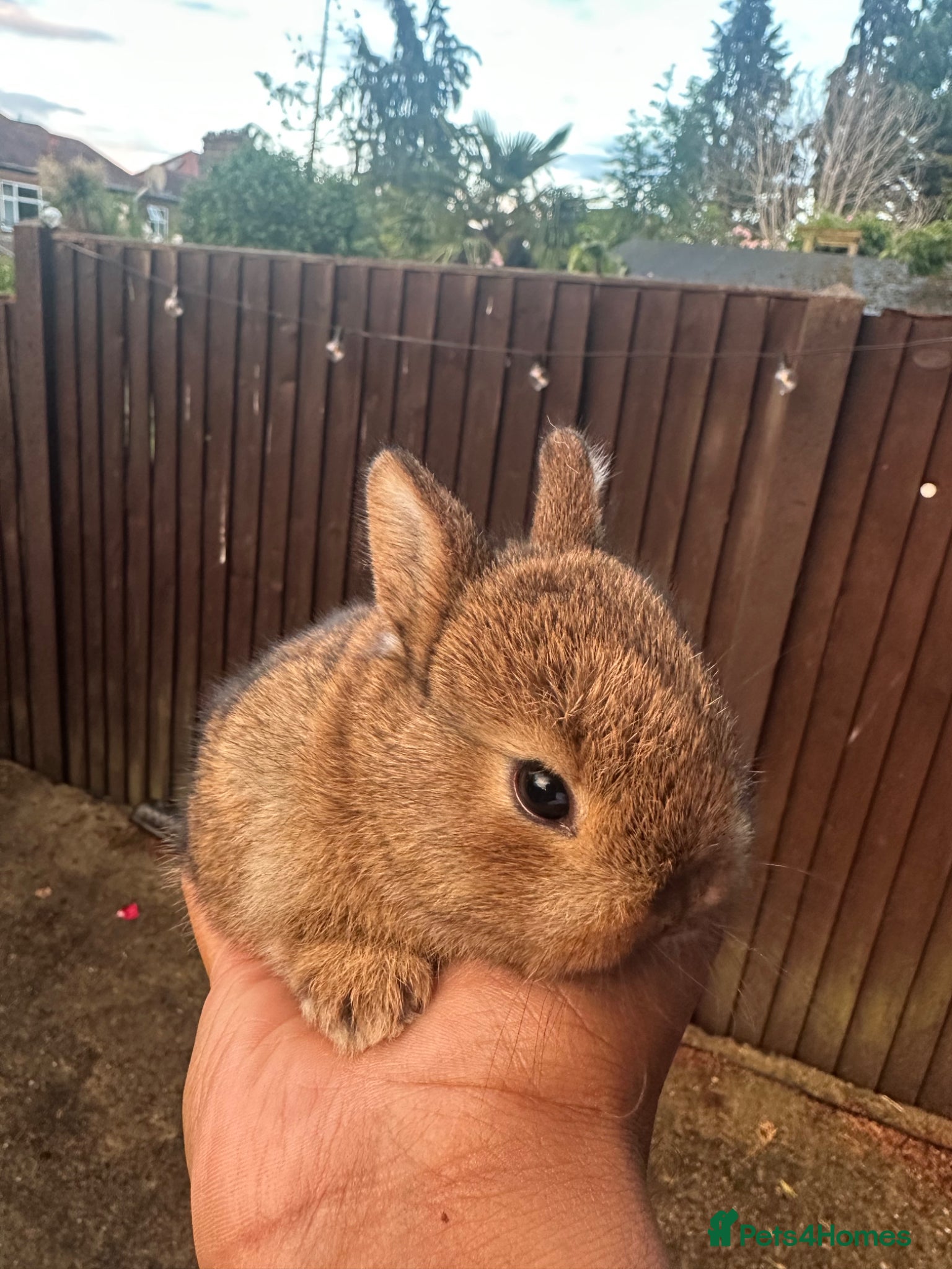 Netherland Dwarf rabbits for sale: Pure bred Netherland Dwarf - Advert 2