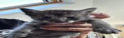Maine Coon cats for sale:  Maine coone kittens (reduced) - Advert 27