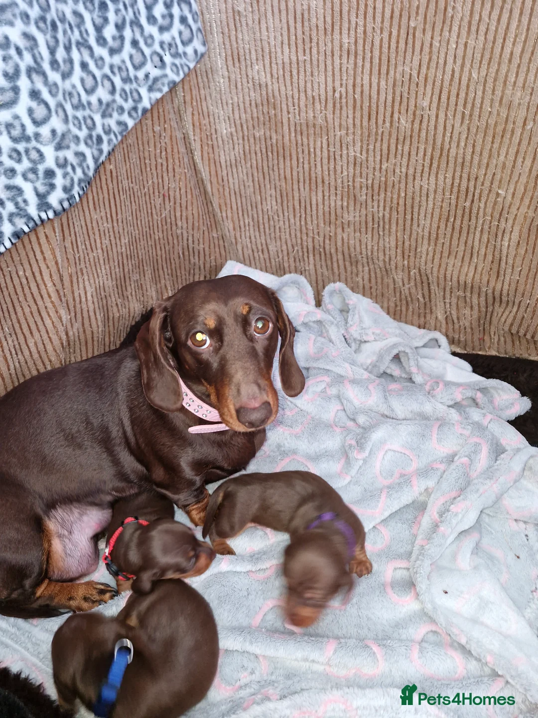 Dachshund dogs for sale: Miniature dashound  - Advert 13