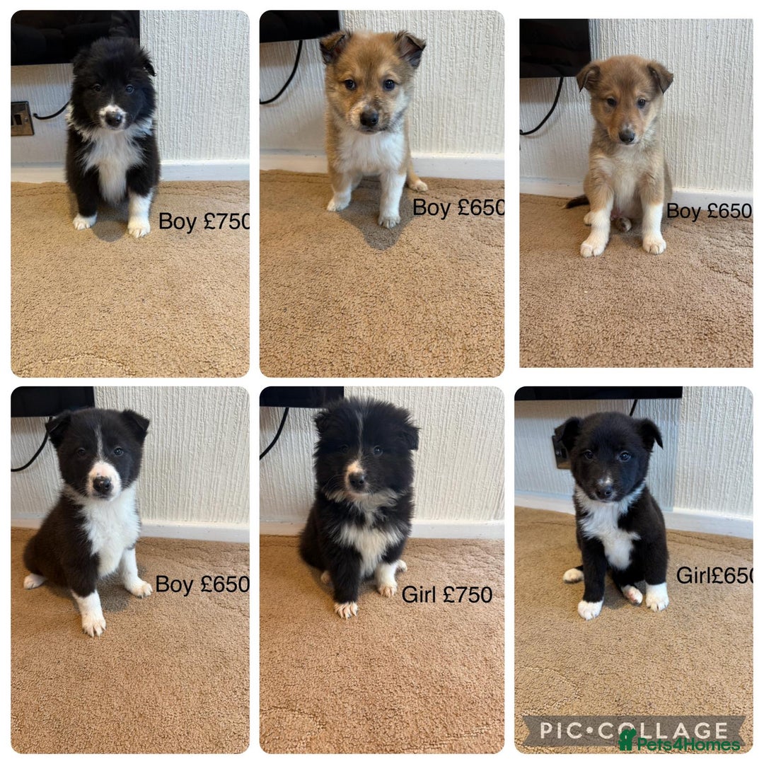 Mixed Breed dogs for sale: Stunning rough collie x border collie puppies  - Advert 2