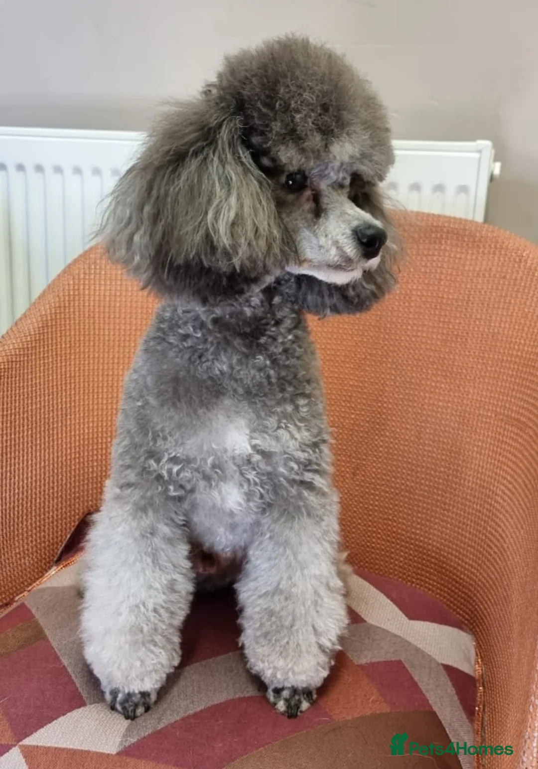 Toy Poodle dogs for stud: Toy Poodle Studs in Norfolk - Advert 2