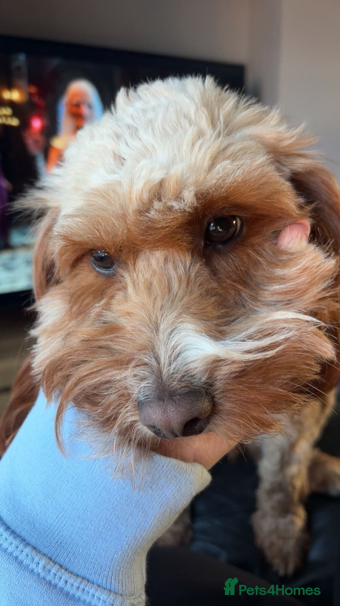 Cockapoo dogs Lovely little dog Available now - Advert 3