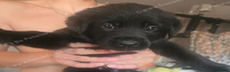 Sheprador dogs for sale: German shepherd x Labrador puppies READY NOW  in Ottery Saint Mary - Advert 2
