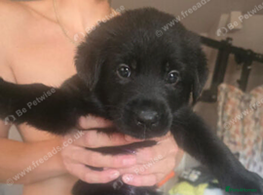 Sheprador dogs for sale: German shepherd x Labrador puppies READY NOW  in Ottery Saint Mary - Advert 2