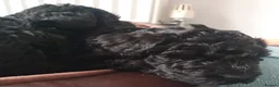 Kerry Blue Terrier dogs for sale: Kerry blue terrier puppies - Advert 14
