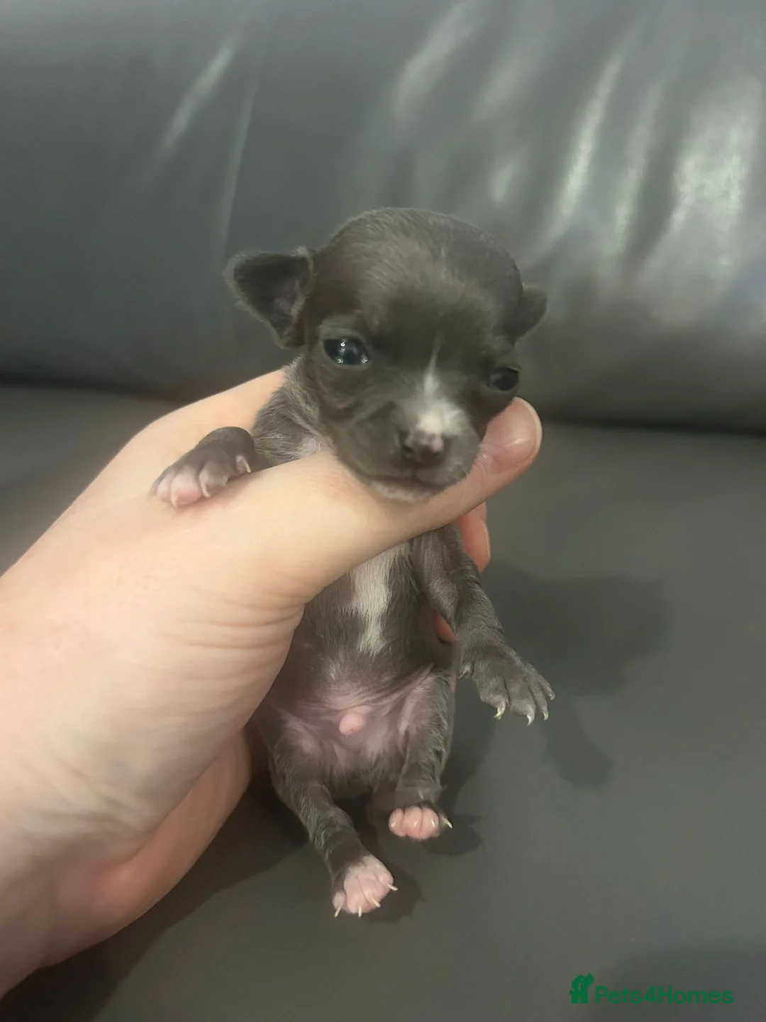 Chihuahua dogs for sale: Exceptional  **  Miniature Chihuahuas Truly Rare in Solihull - Advert 1