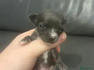 Chihuahua dogs Exceptional Teacup Miniature Chihuahuas Truly Rare - Advert 6