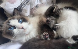 Mixed Breed cats for sale: Miexd/ Ragdoll - Image 1