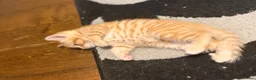 Scottish Fold cats for sale: Mum is Scottish fold, dad is British straight  - Advert 16