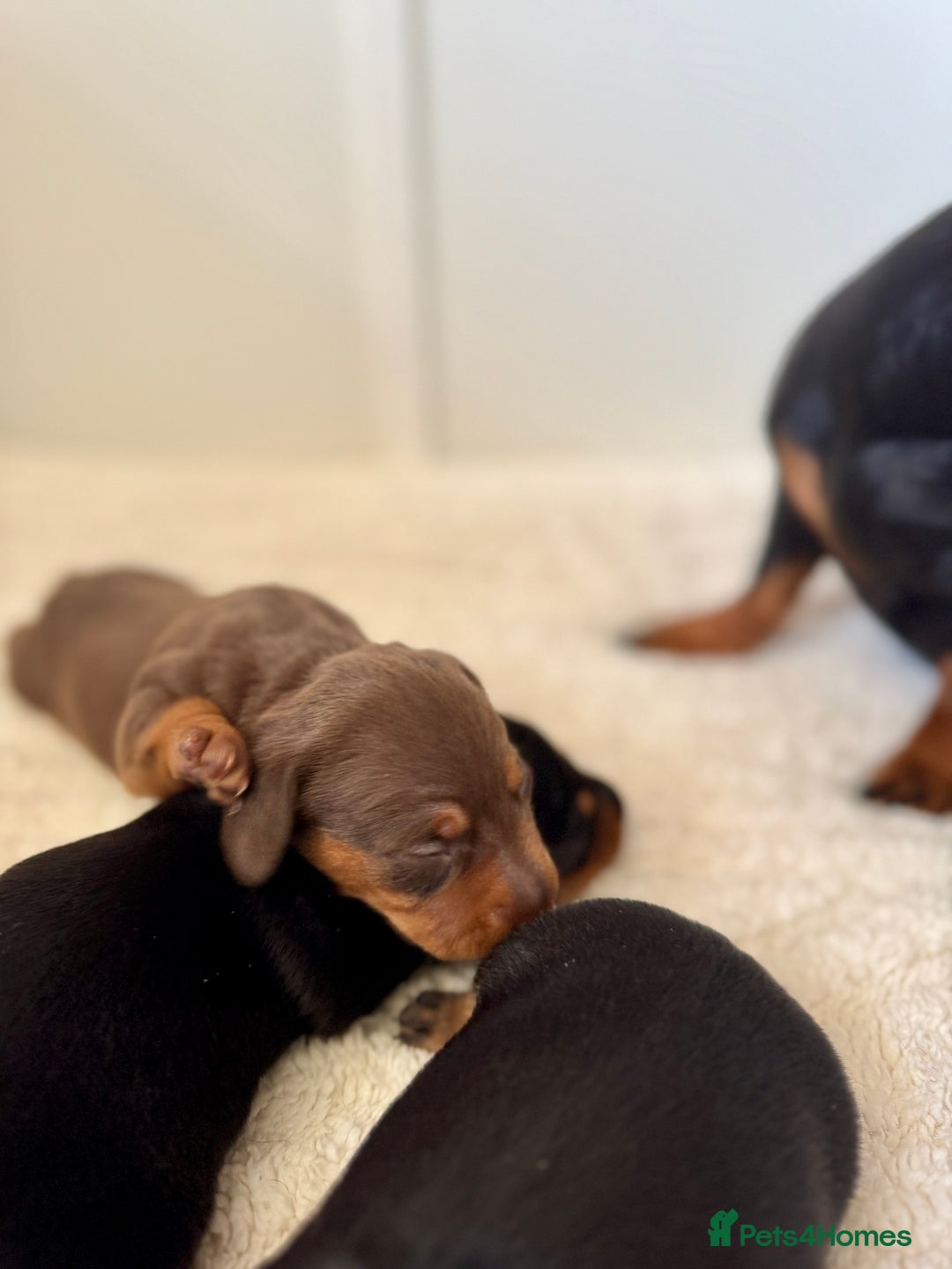 Miniature Dachshund dogs for sale: Mini Dachshund puppies, PRA clear, health tested - Image 7