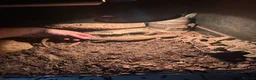 Monitor reptiles for sale: 2 adult ackie monitors for sale with setup  in Dagenham - Advert 2