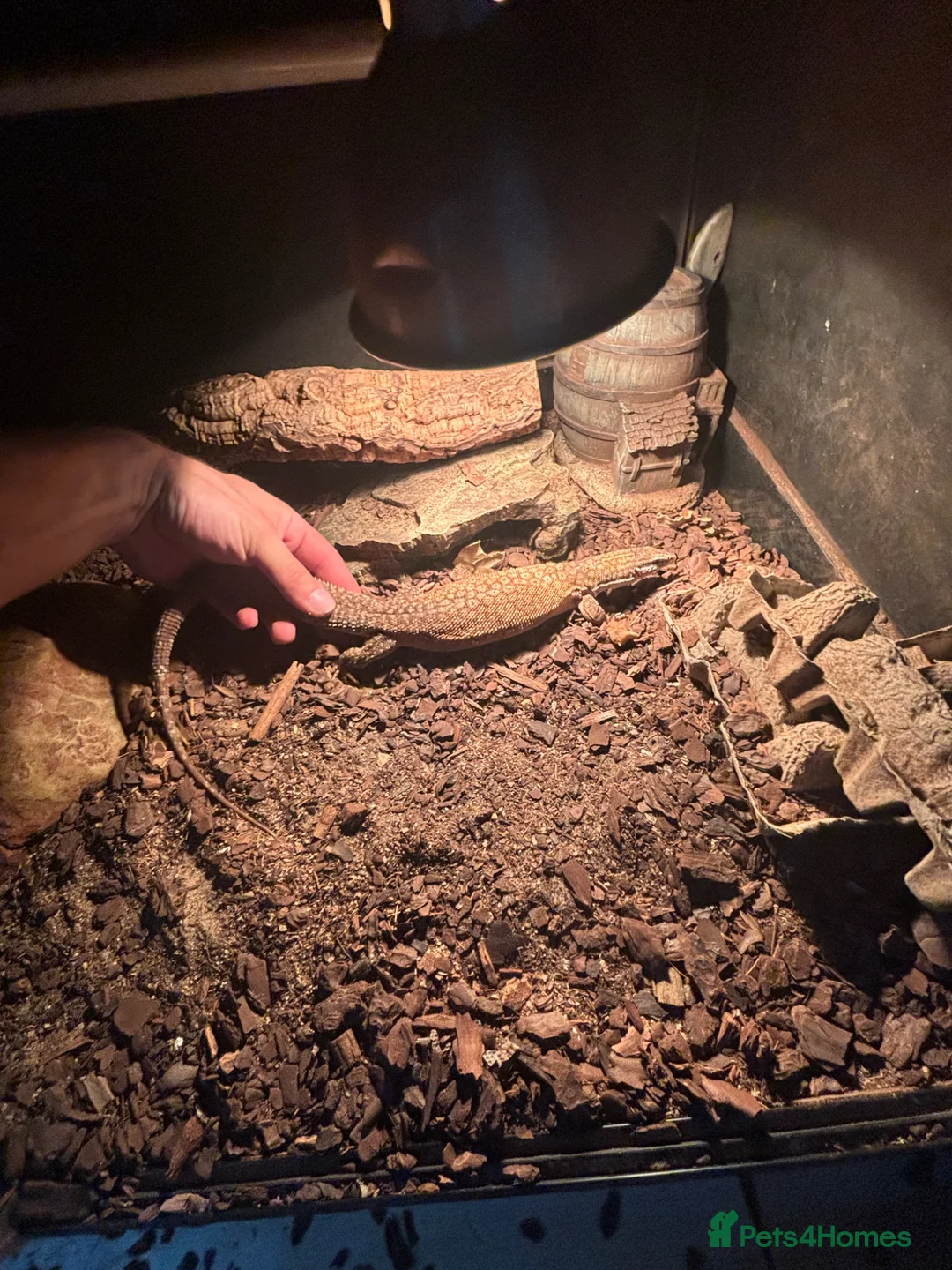 Monitor reptiles for sale: 2 adult ackie monitors for sale with setup  in Dagenham - Advert 2