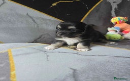 Chihuahua dogs for sale: 3 Adorable little princes chihuahua puppies - Image 28