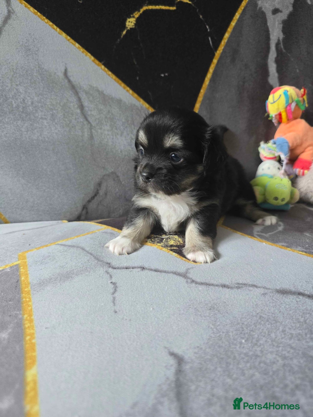 Chihuahua dogs for sale: 3 Adorable little princes chihuahua puppies - Image 28