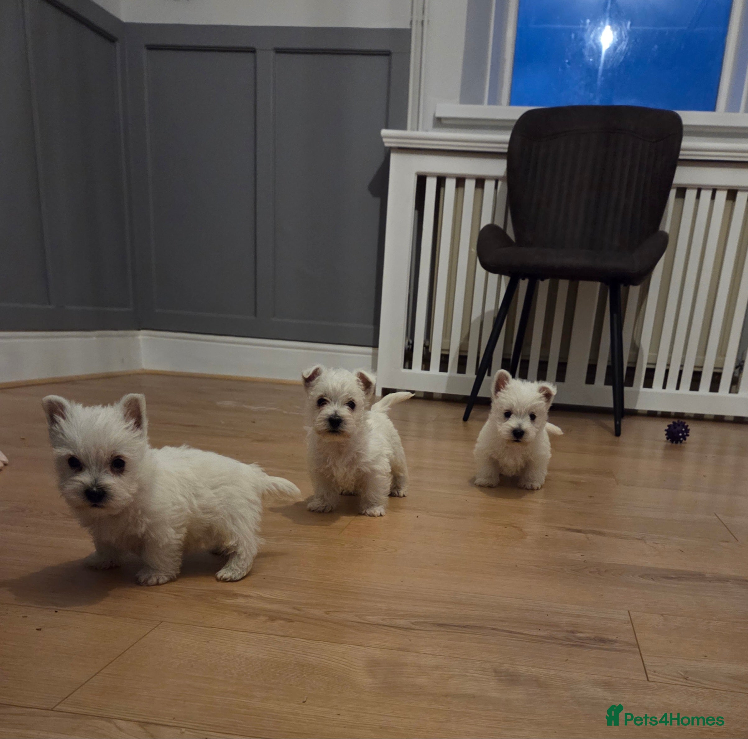 West Highland Terrier dogs Pedigree Westie Boys.  - Advert 1